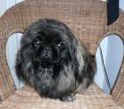Reinrassiger Pekingese sucht Hündin zum Decken