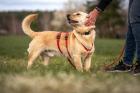 ARKOS - netter Labrador-Dackel-Mix - Tierhilfe-Franken e. V.