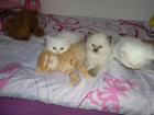 Katzenbabys