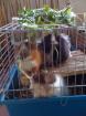 3 webliche schweinchen 1 1/2 Jahre jung