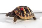 Griechische Landschildkröten zu verkaufen