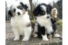 Schöne Australian Shepherd Welpen