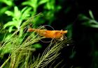 Orange Sakura Garnele Zwerggarnele reinerbig Versand/ Abholung