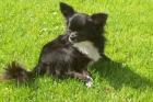 Chihuahua Deckrüde