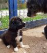 Samson sucht ein passendes Zuhause