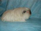 Coronet Sheltie Rosette suchen neues Zuhause