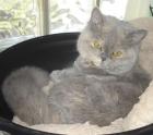 Blue-tortie Selkirk Rex