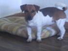 Jack Russel Terrier braun weiss weiblich 8 Monate alt entwurmt und geeimpft