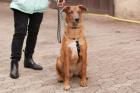 INDIO - Malinois-Aussi-Mix - 7 Monate - Tierhilfe-Franken e. V.