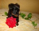 Russkiy Toy Terrier Welpen langhaarig zu verkaufen