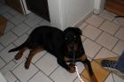 Rottweilerhündin 7Monate zu Verkaufen