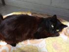 Bella super liebe ältere Katzendame