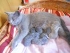Süße BKH Kitten
