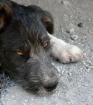 Pfötchenhilfe Rhodos sucht für Griffon-Mix Rayka ein neues Zuhause