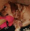 Labrador Welpen foxred mit Papieren
