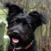 KORMI - Puli-Mix - 11 Monate - Tierhilfe-Franken e. V.