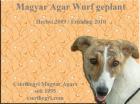 Magyar Agar Wurf im Zwinger