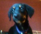 Sennenhund/ Dalmatiner Mix Welpe 4 Mon. jung Hündin