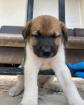 Pumba sucht ein passendes Zuhause