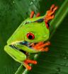 2 1 Rotaugenlaubfrösche - Agalychnis callidryas