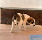 Milla sucht ein passendes Zuhause