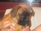 Boxerwelpen mit Papiere