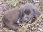 Bildschöne Braune Labrador-Welpen für 550 - Euro zu verkaufen