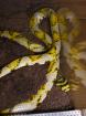 0 1 Euprepiophis mandarinus Mandarinnatter