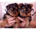 Yorkshire terrier mini
