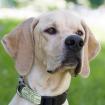 PALOA - Englisch Pointer - 2 Jahre - Tierhilfe-Franken e. V.