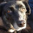 Betty - liebt Agility und Fisch im Napf