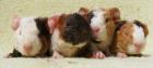 Zwei junge US-Teddy meerschweinchen