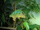 Furcifer pardalis Nosy Mitsio nachzuchten