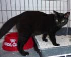 Liebes schwarzes Katzenkind sucht verantwortungsvolles Zuhause