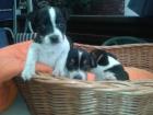 Verkaufe drei kleine Jack Russell Welpen