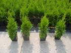 50 Stück Thuja Smaragd Heckenpflanzen 15-20 cm frische Jungware incl. Versand