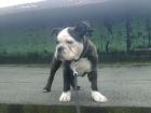 Mein topmodel thyson muss leider weg -