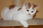BKH Jungtier / Kater