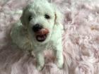 Malteser Bichon Welpen