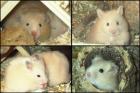 Süsse Teddyhamster in liebevolle Hände