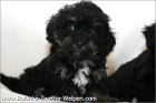 Bearded Collie Welpen ab sofort zur Abgabe