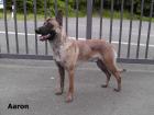 Mali - Ruede als Polizeihund geeignet