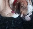 Olde English Bulldogge Welpe