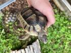 Schildkröten 2 Breitbandschildis abzugeben