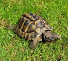 Adulter Griechischer Landschildkröten-Bock 2007 abzugeben