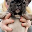 Französische bulldogge welpen