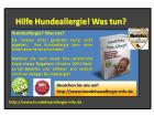 Hilfe Hundeallergie Was tun
