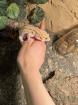 Leopardgeckos 2 Stück