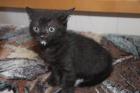 3 Süße Kitten suchen neues zuhause