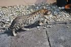 Bengal-Maine-Coon-Mix